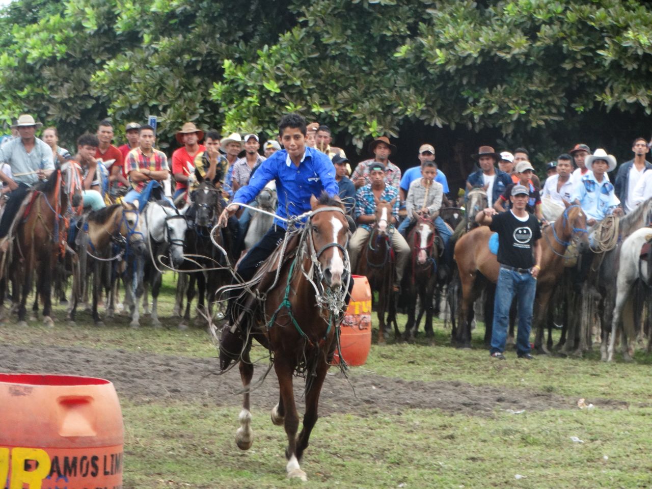 caballos
